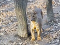 Fossa (Cryptoprocta ferox)