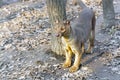 Fossa (Cryptoprocta ferox)