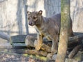 Fossa (Cryptoprocta ferox) Royalty Free Stock Photo