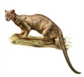 The fossa Cryptoprocta ferox Royalty Free Stock Photo