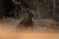 fossa, cryptoprocta ferox, Madagascar Royalty Free Stock Photo