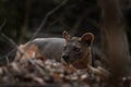 fossa, cryptoprocta ferox, Madagascar Royalty Free Stock Photo