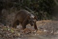 fossa, cryptoprocta ferox, Madagascar Royalty Free Stock Photo