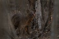 fossa, cryptoprocta ferox, Madagascar Royalty Free Stock Photo