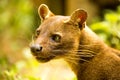 Fossa, Cryptoprocta ferox is Madagascar`s largest predator, Madagascar