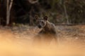 Fossa, cryptoprocta ferox, Madagascar Royalty Free Stock Photo