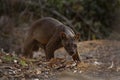 Fossa, cryptoprocta ferox, Madagascar Royalty Free Stock Photo