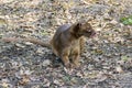 Fossa (Cryptoprocta ferox) Royalty Free Stock Photo