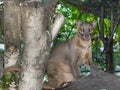 Fossa (Cryptoprocta ferox)