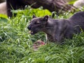 Fossa, Cryptoprocta ferox, is a very agile beast, is a top predator in Madagascar Royalty Free Stock Photo