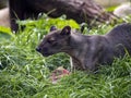 Fossa, Cryptoprocta ferox, is a very agile beast, is a top predator in Madagascar Royalty Free Stock Photo