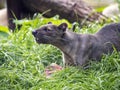 Fossa, Cryptoprocta ferox, is a very agile beast, is a top predator in Madagascar Royalty Free Stock Photo