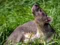 Fossa, Cryptoprocta ferox, is a very agile beast, is a top predator in Madagascar Royalty Free Stock Photo