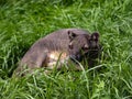 Fossa, Cryptoprocta ferox, is a very agile beast, is a top predator in Madagascar Royalty Free Stock Photo