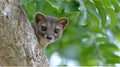 Fossa Explores Tree Branches While Hunting in Madagascar Forest During Daylight Hours Royalty Free Stock Photo