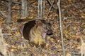 Fossa, kirindy Royalty Free Stock Photo