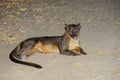 Fossa, kirindy Royalty Free Stock Photo