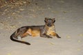 Fossa, kirindy Royalty Free Stock Photo