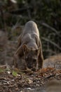 fossa, cryptoprocta ferox, Madagascar Royalty Free Stock Photo