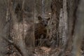 fossa, cryptoprocta ferox, Madagascar Royalty Free Stock Photo