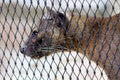 Fossa locked in cage Royalty Free Stock Photo