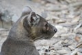Fossa looking out Royalty Free Stock Photo