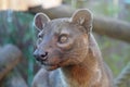 Fossa looking out at the world Royalty Free Stock Photo