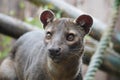 Fossa looking out at the world Royalty Free Stock Photo