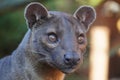 Fossa looking out at the world Royalty Free Stock Photo