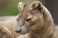 Fossa Royalty Free Stock Photo