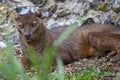 Fossa Royalty Free Stock Photo