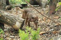 Fossa Royalty Free Stock Photo