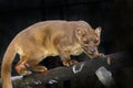 Fossa on tree Royalty Free Stock Photo