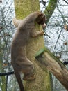 Fossa on tree Royalty Free Stock Photo