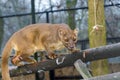 Fossa on tree Royalty Free Stock Photo
