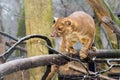 Fossa on tree Royalty Free Stock Photo