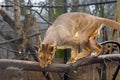 Fossa on tree Royalty Free Stock Photo