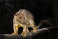 Fossa on tree Royalty Free Stock Photo