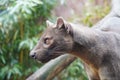 Fossa looking out at the world Royalty Free Stock Photo