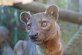 Fossa looking out at the world Royalty Free Stock Photo