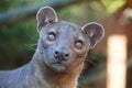 Fossa looking out at the world Royalty Free Stock Photo