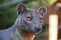 Fossa looking out at the world Royalty Free Stock Photo