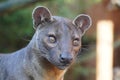 Fossa looking out at the world Royalty Free Stock Photo