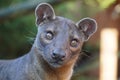 Fossa looking out at the world Royalty Free Stock Photo