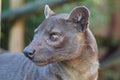 Fossa looking out at the world Royalty Free Stock Photo