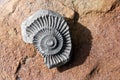 Fossil Royalty Free Stock Photo