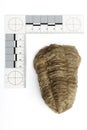 Fossil of African trilobite documented on white background with measure Royalty Free Stock Photo