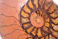 Fossil ammonite Royalty Free Stock Photo
