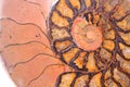 Fossil ammonite