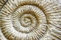 Fossil Ammonite Closeup